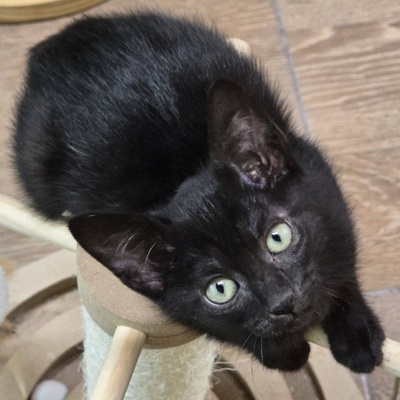 Liebes Kätzchen Tychi sucht ihre Menschen, EKH Jungtier - Katze