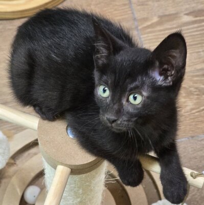 Liebes Kätzchen Tychi sucht ihre Menschen, EKH Jungtier - Katze