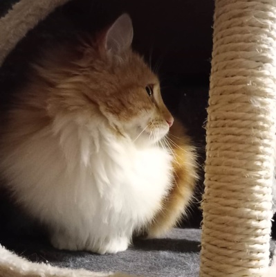 Liebes Katze Juna packt gern ihren Koffer, EKH - Katze