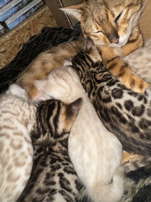 Liebevoll aufgezogene reinrassige Bengal-Kitten, auf Wunsch mit Stammbaum, Bengal Jungtier - Kater