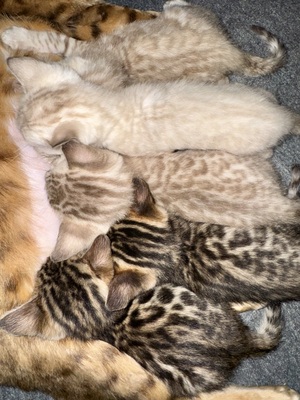 Liebevoll aufgezogene reinrassige Bengal-Kitten, auf Wunsch mit Stammbaum, Bengal Jungtier - Kater