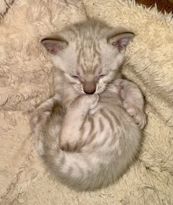 Liebevoll aufgezogene reinrassige Bengal-Kitten, auf Wunsch mit Stammbaum, Bengal Jungtier - Kater