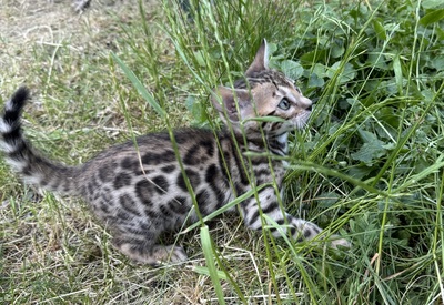 Liebevoll aufgezogene reinrassige Bengal-Kitten, auf Wunsch mit Stammbaum, Bengal Jungtier - Kater