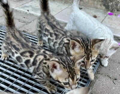 Liebevoll aufgezogene reinrassige Bengal-Kitten, auf Wunsch mit Stammbaum, Bengal Jungtier - Kater