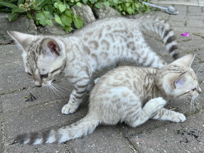 Liebevoll aufgezogene reinrassige Bengal-Kitten, auf Wunsch mit Stammbaum, Bengal Jungtier - Kater