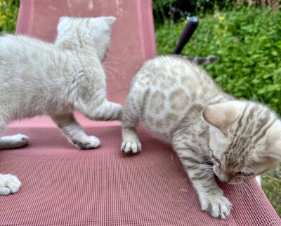 Liebevoll aufgezogene reinrassige Bengal-Kitten, auf Wunsch mit Stammbaum, Bengal Jungtier - Kater