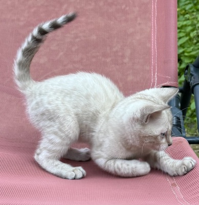 Liebevoll aufgezogene reinrassige Bengal-Kitten, auf Wunsch mit Stammbaum, Bengal Jungtier - Kater