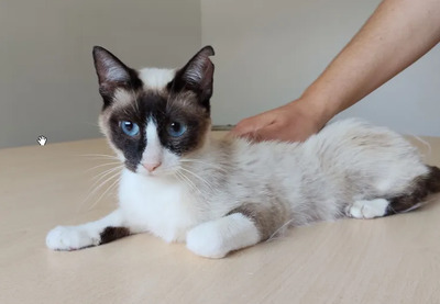 Lilú - menschenbezogen, super lieb und süß, bezaubernd, Snowshoe Siam - Katze