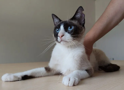 Lilú - menschenbezogen, super lieb und süß, bezaubernd, Snowshoe Siam - Katze