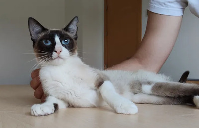 Lilú - menschenbezogen, super lieb und süß, bezaubernd, Snowshoe Siam - Katze