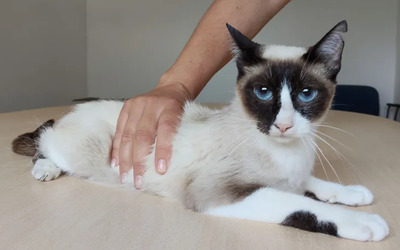 Lilú - menschenbezogen, super lieb und süß, bezaubernd, Snowshoe Siam - Katze