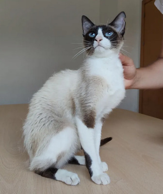 Lilú - menschenbezogen, super lieb und süß, bezaubernd, Snowshoe Siam - Katze