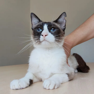 Lilú - menschenbezogen, super lieb und süß, bezaubernd, Snowshoe Siam - Katze
