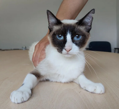 Lilú - menschenbezogen, super lieb und süß, bezaubernd, Snowshoe Siam - Katze