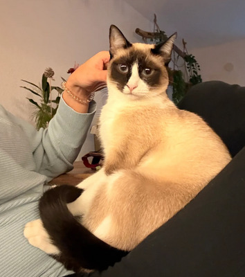 Lilú - menschenbezogen, super lieb und süß, bezaubernd, Snowshoe Siam - Katze