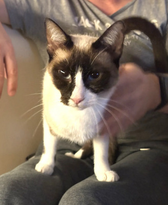 Lilú - menschenbezogen, super lieb und süß, bezaubernd, Snowshoe Siam - Katze