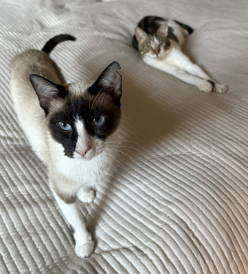 Lilú - menschenbezogen, super lieb und süß, bezaubernd, Snowshoe Siam - Katze