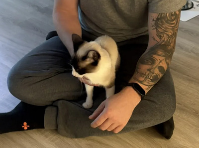 Lilú - menschenbezogen, super lieb und süß, bezaubernd, Snowshoe Siam - Katze