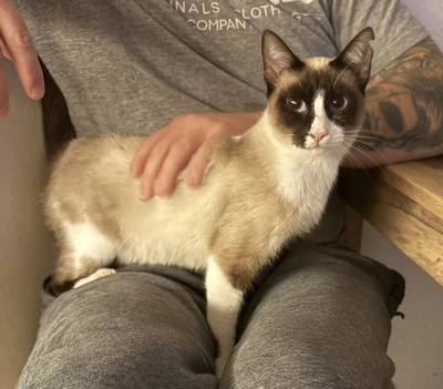 Lilú - menschenbezogen, super lieb und süß, bezaubernd, Snowshoe Siam - Katze