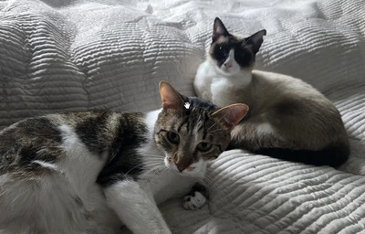Lilú - menschenbezogen, super lieb und süß, bezaubernd, Snowshoe Siam - Katze