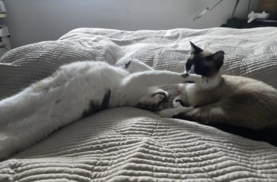 Lilú - menschenbezogen, super lieb und süß, bezaubernd, Snowshoe Siam - Katze