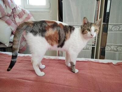 Lila & Pila - Verspieltes Traumduo, ca. 1 Jahr, Mischling - Katze