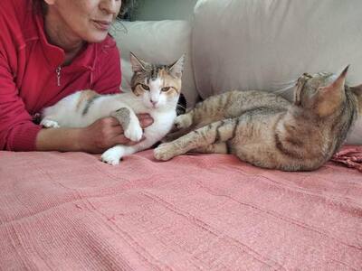 Lila & Pila - Verspieltes Traumduo, ca. 1 Jahr, Mischling - Katze