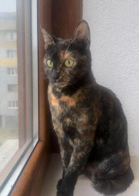Lila in Bulgarien, europäische Hauskatze - Katze