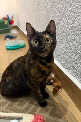 Lila in Bulgarien, europäische Hauskatze - Katze