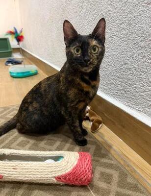 Lila in Bulgarien, europäische Hauskatze - Katze