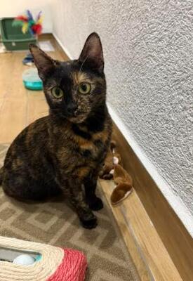 Lila in Bulgarien, europäische Hauskatze - Katze
