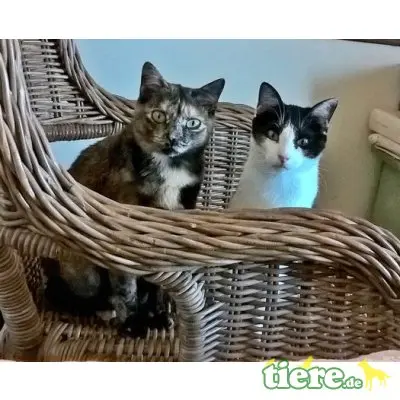 Lila, sehr lieb und verschmust - Katze
