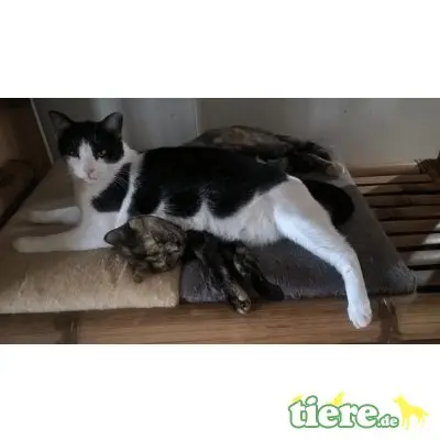 Lila, sehr lieb und verschmust - Katze