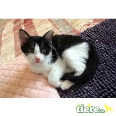 Lila, sehr lieb und verschmust - Katze
