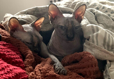 Lilli und Luci - Canadian Sphynx, Canadian Sphynx - Katze