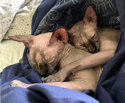 Lilli und Luci - Canadian Sphynx, Canadian Sphynx - Katze