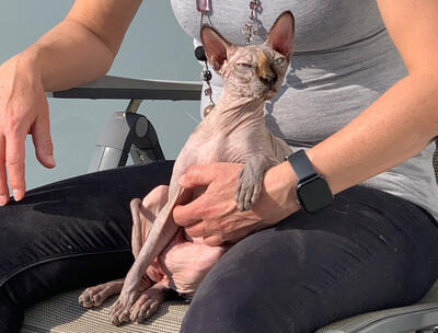 Lilli und Luci - Canadian Sphynx, Canadian Sphynx - Katze