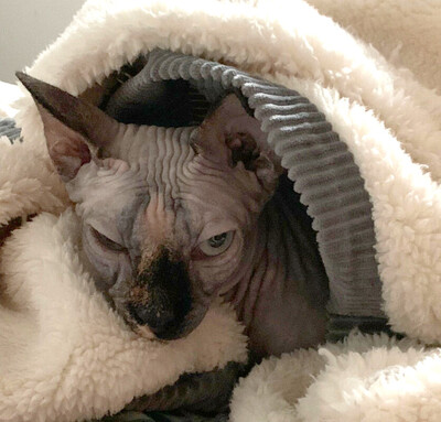 Lilli und Luci - Canadian Sphynx, Canadian Sphynx - Katze