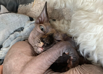 Lilli und Luci - Canadian Sphynx, Canadian Sphynx - Katze