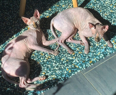 Lilli und Luci - Canadian Sphynx, Canadian Sphynx - Katze