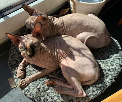 Lilli und Luci - Canadian Sphynx, Canadian Sphynx - Katze