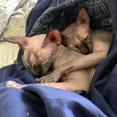 Lilli und Luci - Canadian Sphynx, Canadian Sphynx - Katze