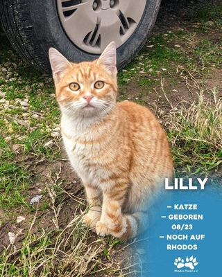 Lilly, EKH - Katze