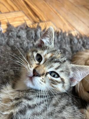 Lilly und Lou, Hauskatze mit bulgarischer Oma Jungtier - Katze