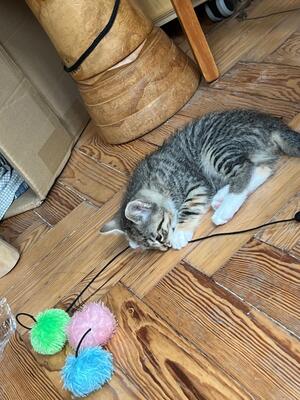 Lilly und Lou, Hauskatze mit bulgarischer Oma Jungtier - Katze