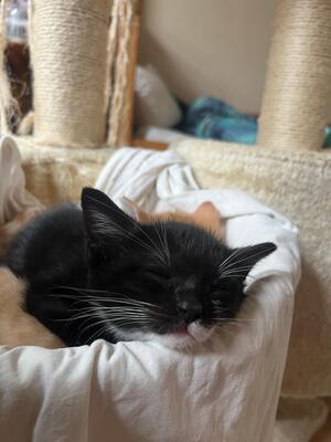 Lilly und Lou, Hauskatze mit bulgarischer Oma Jungtier - Katze