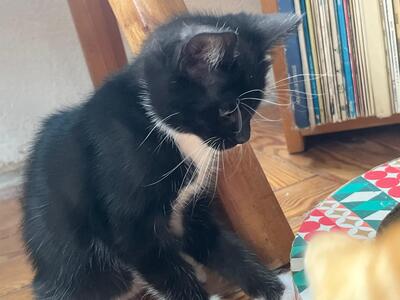 Lilly und Lou, Hauskatze mit bulgarischer Oma Jungtier - Katze