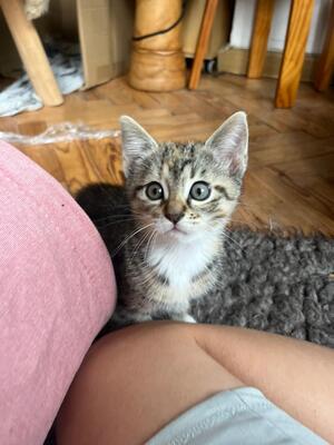 Lilly und Lou, Hauskatze mit bulgarischer Oma Jungtier - Katze
