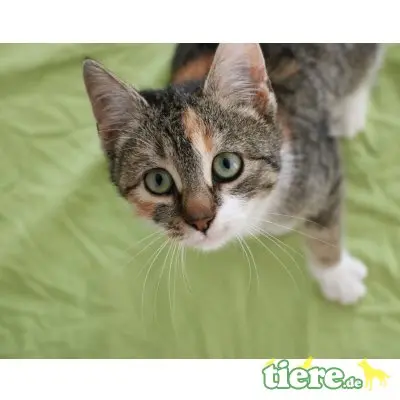Lilu, Mischling - Katze