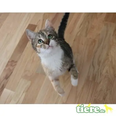 Lilu, Mischling - Katze
